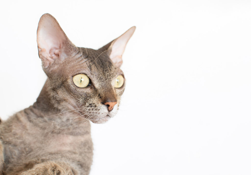 le chat sphynx - supercroquettes